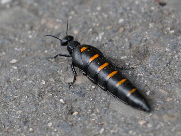 <h3><a href="/trips/extramadura/biota/animalia/arthropoda/insecta/coleoptera/meloidae/berberomeloe castuo/berberomeloe castuo-nl.html">Berberomeloe&nbsp;castuo</a> / Portuguese&nbsp;red‑striped&nbsp;oil&nbsp;beetle / </h3>OM-1 Mark II met OLYMPUS M.150-400mm F4.5, 1/2000 sec  bij F4.5, ISO 4000, afstand 2.42&nbsp;m